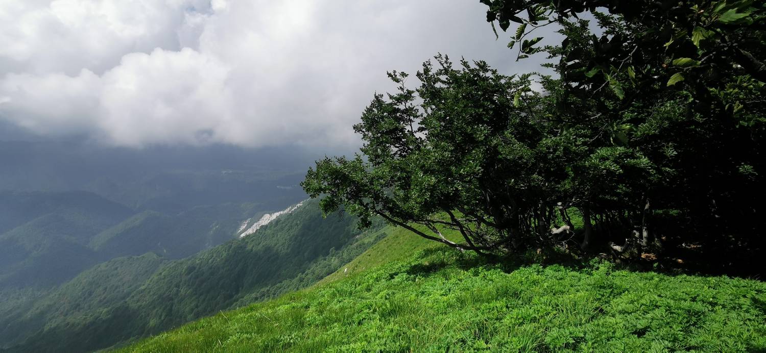 Nizki vrh main photo