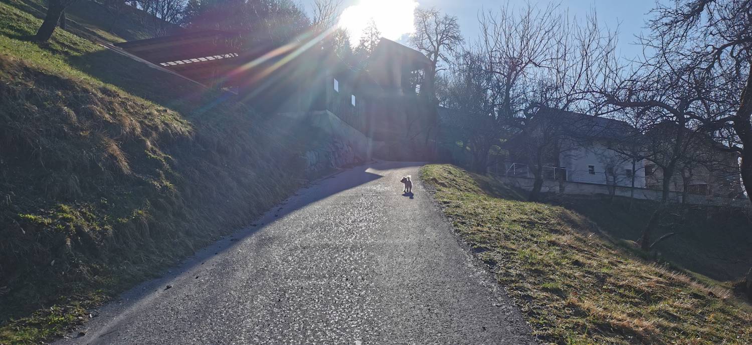 Poče - Porezen slika 8