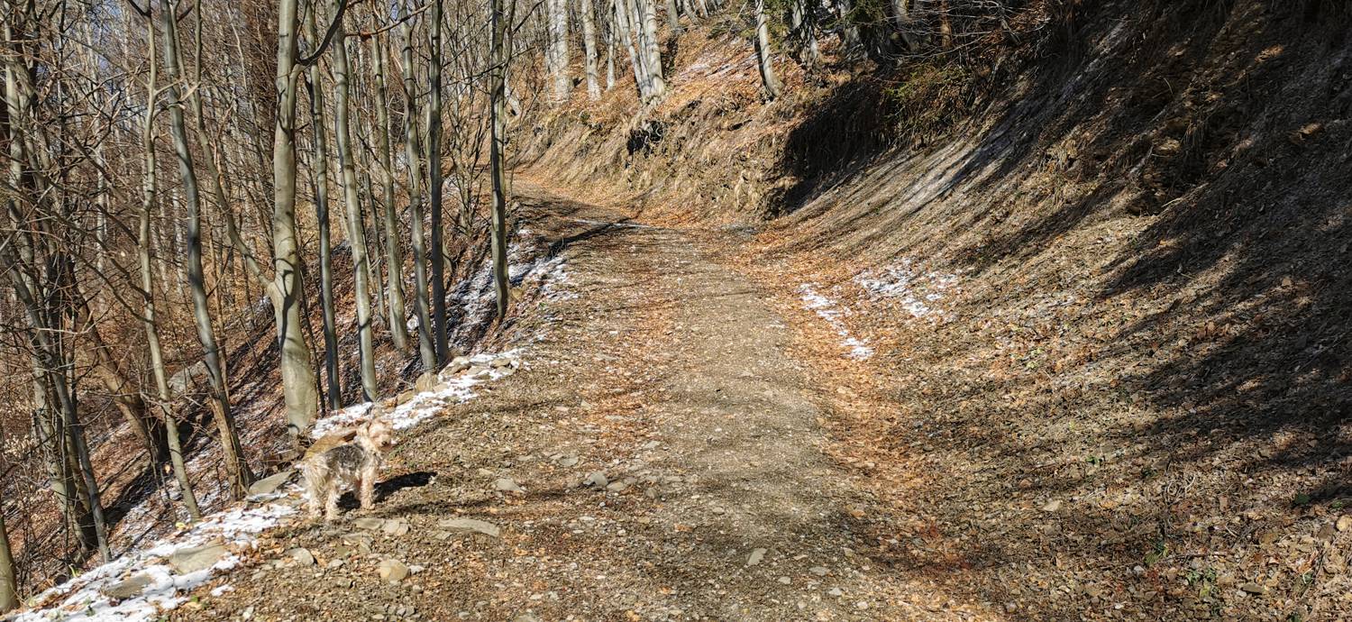 Poče - Porezen slika 27
