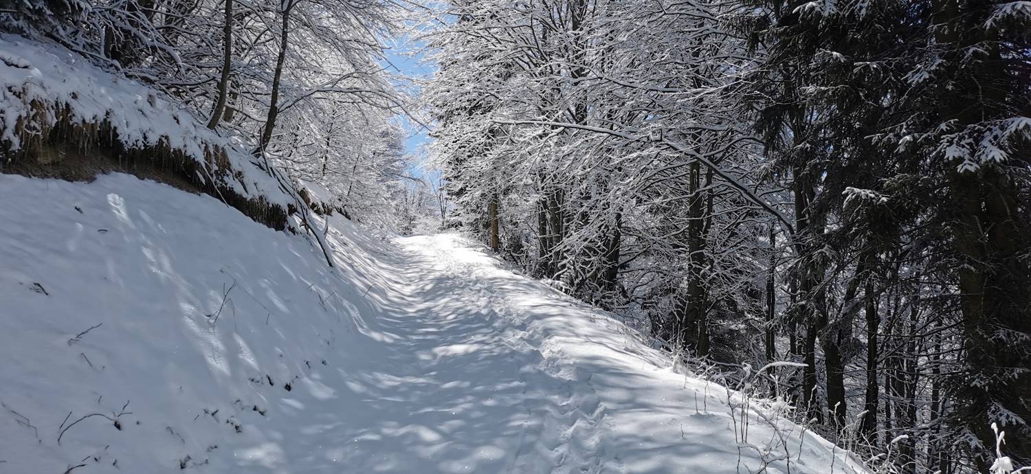 Poče - Porezen slika 46