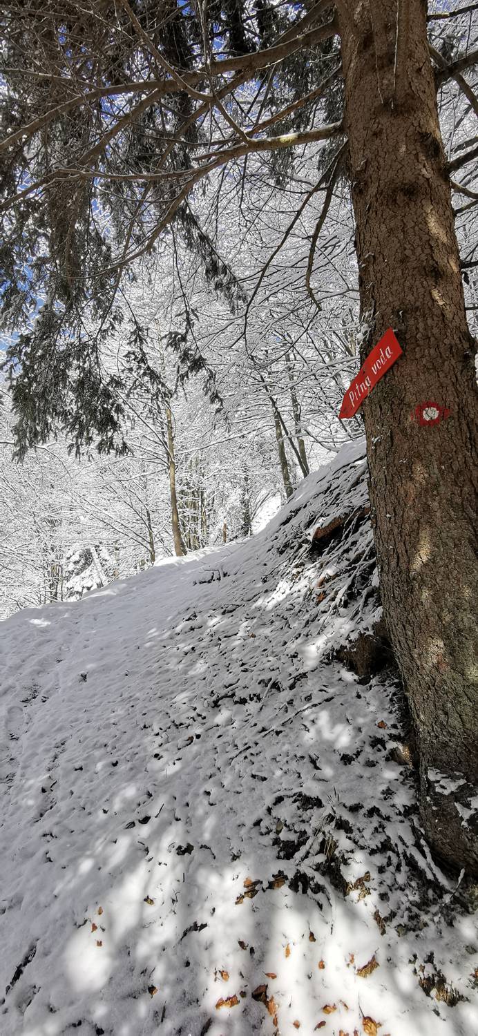 Poče - Porezen slika 40