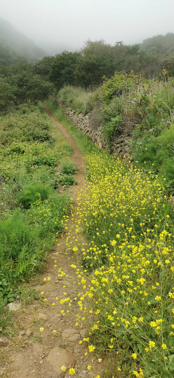 Parque Rural de Teno - Risco Verde slika 22